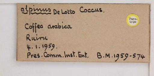 Coccus alpinus De Lotto, 1960 - 010713739_additional