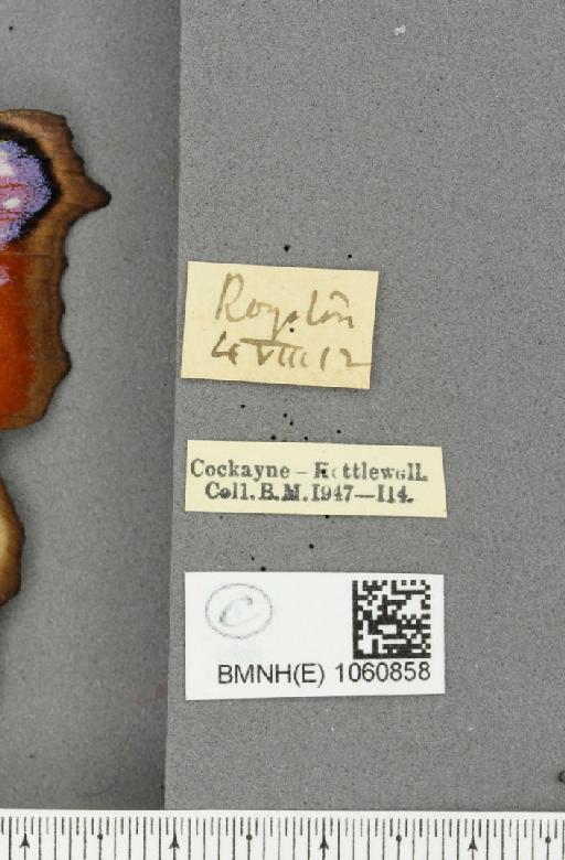 Inachis io ab. diophthalmica Garbini, 1883 - BMNHE_1060858_label_21347