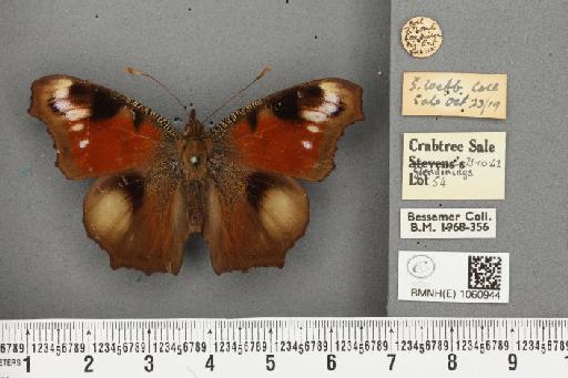 Inachis io ab. belisaria Oberthür, 1889 - BMNHE_1060944_21490