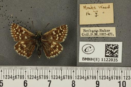 Pyrgus malvae (Linnaeus, 1758) - BMNHE_1122035_76862