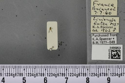 Liriomyza lutea (Meigen, 1830) - BMNHE_1486953_50556
