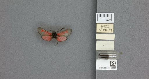 Zygaena (Mesembrynus) purpuralis segontii Tremewan, 1958 - 015190320_775459_1085131