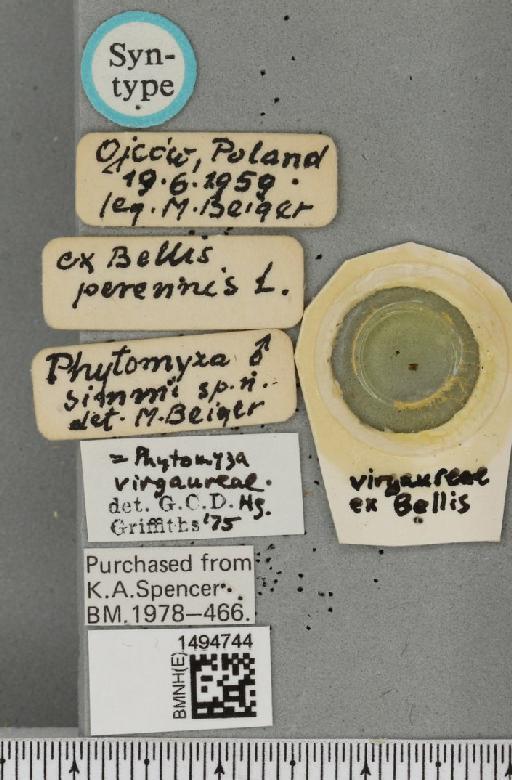 Phytomyza simmi Beiger, 1959 - BMNHE_1494744_label_55466