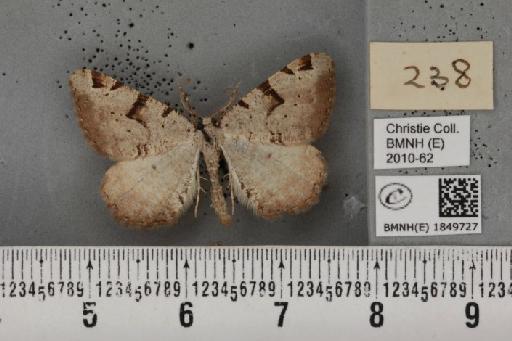 Macaria wauaria (Linnaeus, 1758) - BMNHE_1849727_a_422472