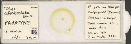 Trioza afrobsoleta Hollis, 1984 - BMNHE_1247382_1597