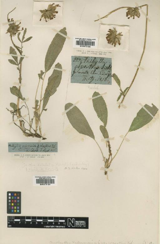 Anthyllis vulneraria subsp. alpestris Asch. & Graebn. - BM000751280