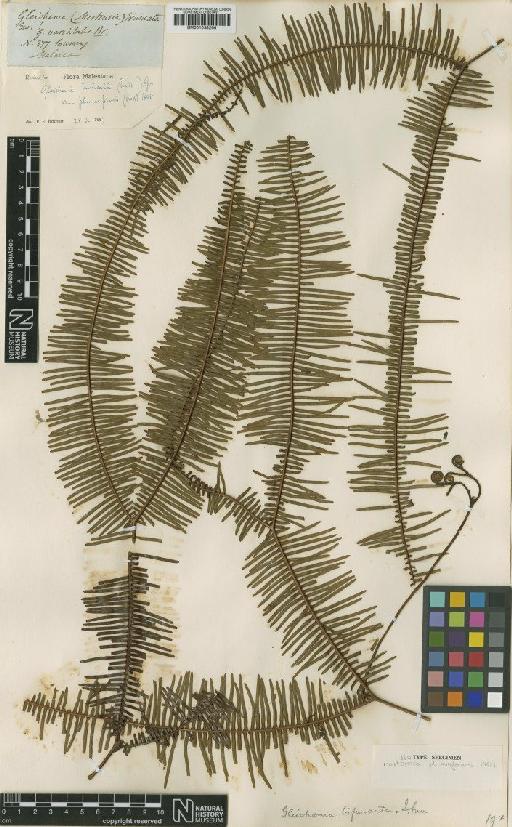 Gleichenia truncata var. plumaeformis (C.Presl) Holttum - BM001038266