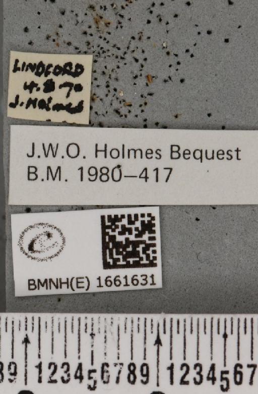 Miltochrista miniata (Forster, J.R., 1771) - BMNHE_1661631_label_283734