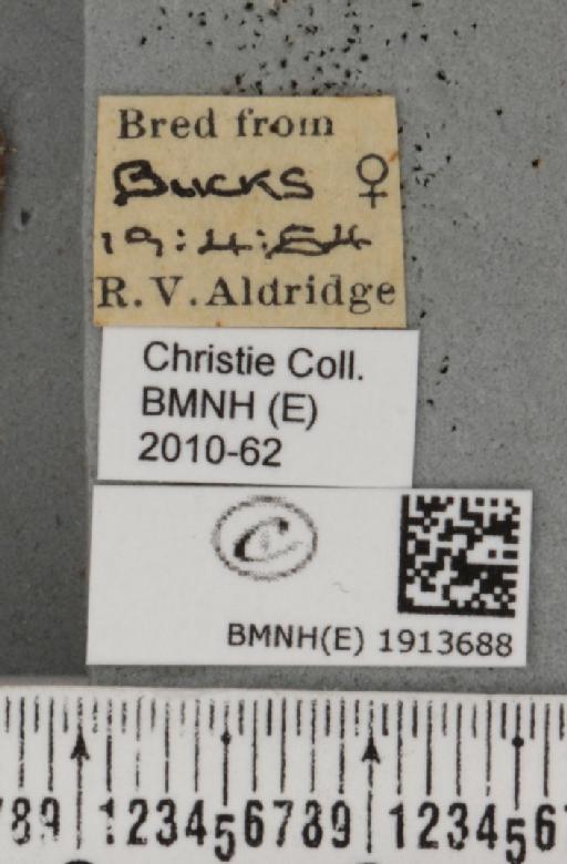 Aethalura punctulata (Denis & Schiffermüller, 1775) - BMNHE_1913688_label_485581
