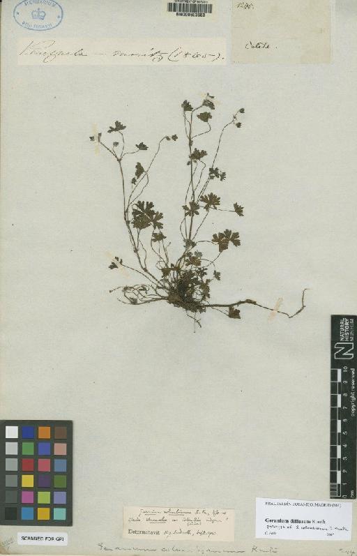 Geranium diffusum Kunth - BM000603553