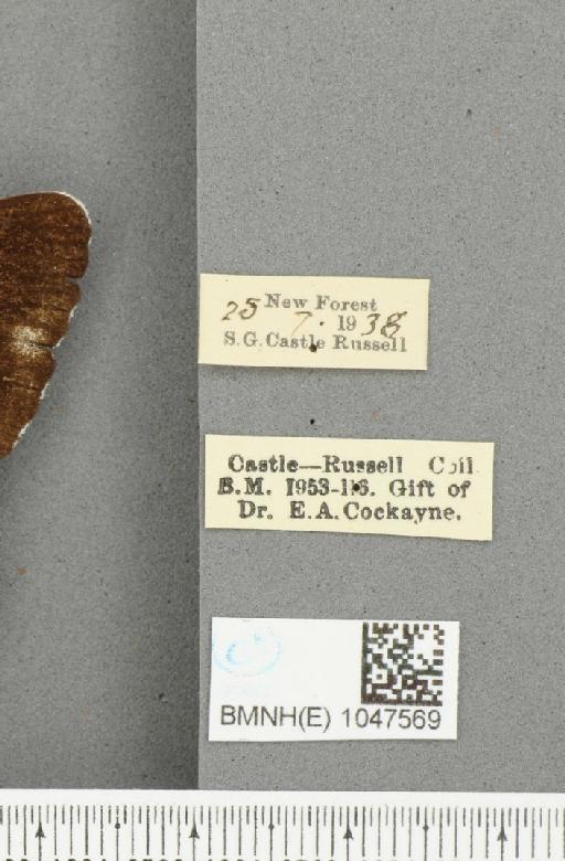 Limenitis camilla ab. obliterae Robson & Gardner, 1886 - BMNHE_1047569_label_42542