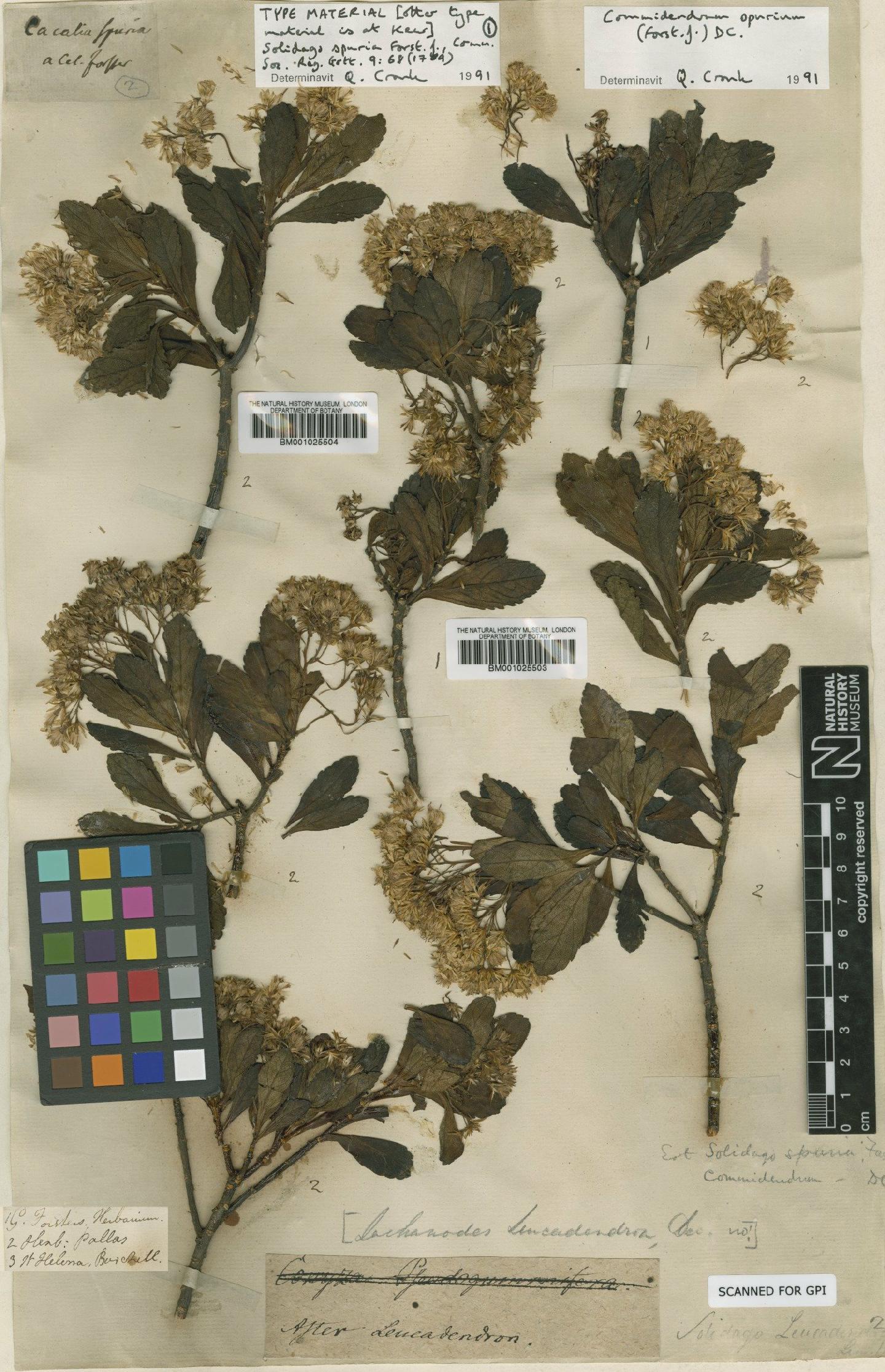 To NHMUK collection (Commidendrum spurium (T.F.Forst.) DC.; Type; NHMUK:ecatalogue:1125057)