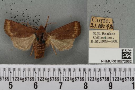 Conistra ligula (Esper, 1791) - NHMUK_010572662_630385