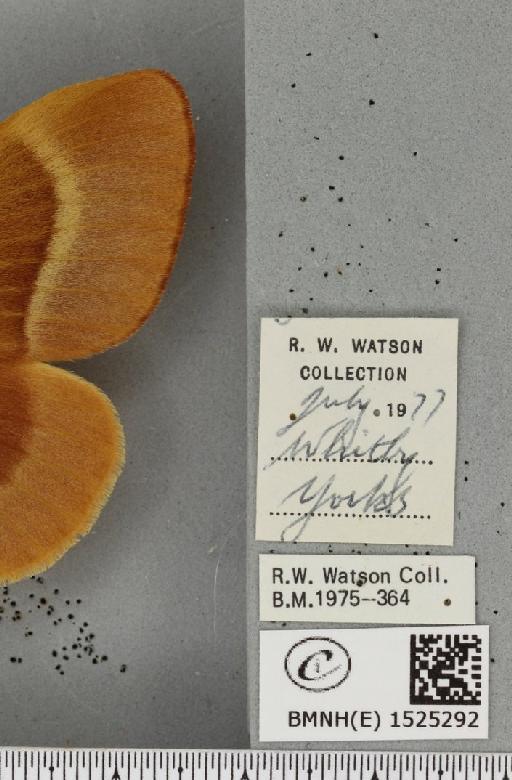 Lasiocampa quercus callunae Gillette & Palmer, 1847 - BMNHE_1525292_label_194182