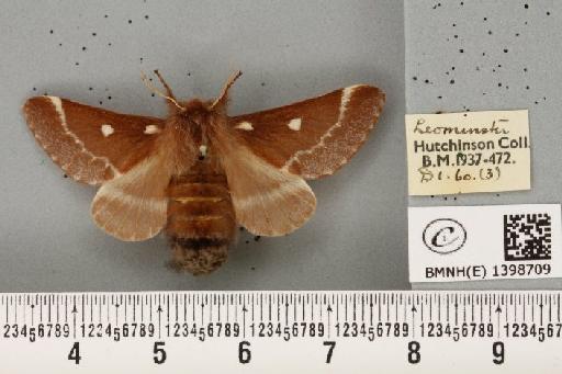 Eriogaster lanestris (Linnaeus, 1758) - BMNHE_1398709_191502