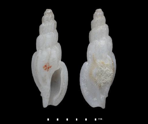 Pleurotoma (Mangilia) millestriata E. A. Smith, 1882 - 20230894 A
