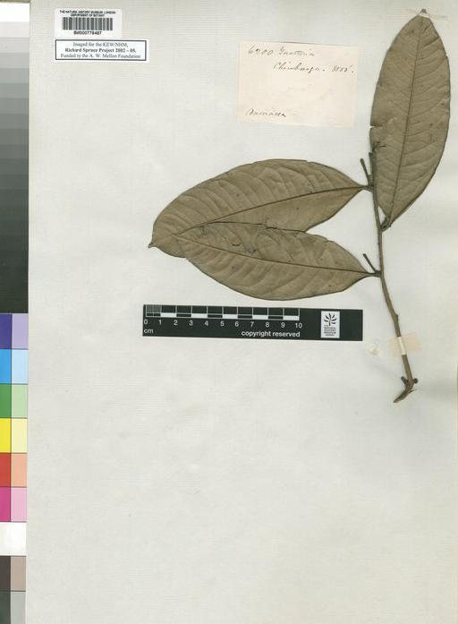 Guatteria oblongifolia Rusby - Spruce - BM000778487