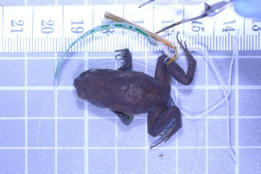 Callulops humicola compta (Zweifel, 1972) - Image of specimen 1961.849