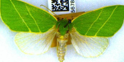 Bena bicolorana (Fuessly, 1775) - BMNH(E)_1567809