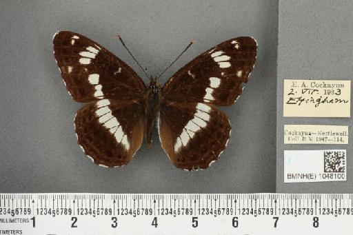 Limenitis camilla (Linnaeus, 1764) - BMNHE_1048100_43144