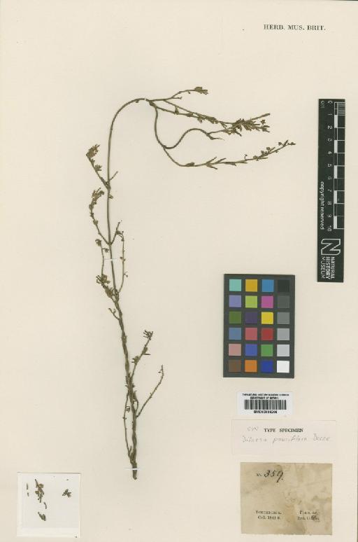 Ditassa pauciflora Decne. - BM000839206