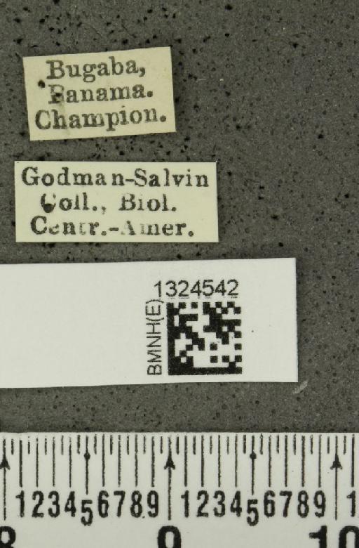 Acalymma mediovittatum (Baly, 1886) - BMNHE_1324542_label_20860