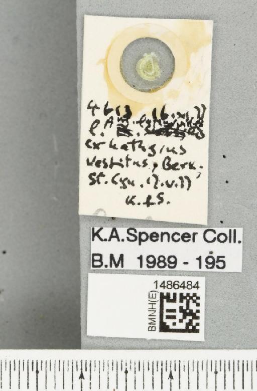 Nemorimyza lathyroides Spencer, 1981 - BMNHE_1486484_label_50207