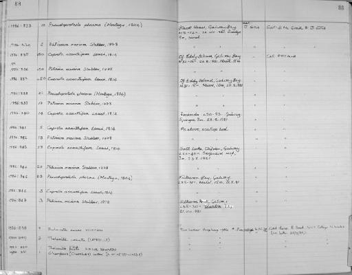 Pseudoprotella phasma parvorder Caprellidira (Montagu, 1804) - Zoology Accessions Register: Crustacea: 1984 - 1991: page 88