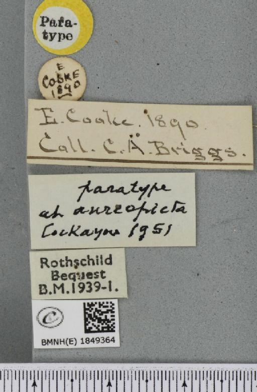 Abraxas grossulariata ab. aureopicta Cockayne, 1951 - BMNHE_1849364_label_414230