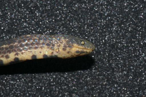 Atractus ventrimaculatus Boulenger, 1905 - Image of specimen 1908.5.29.145