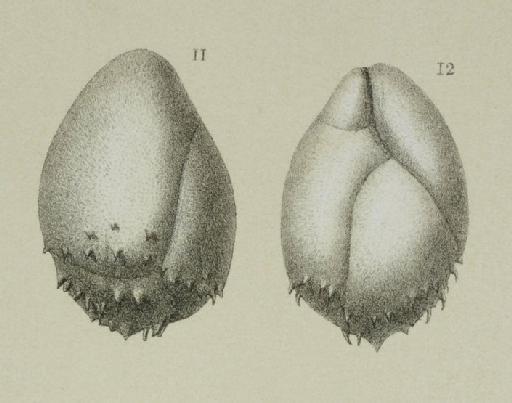 Bulimina pyrula var. spinescens Brady, 1884 - ZF1225_50_11-12_Praeglobobulimina_spinescens.jpg