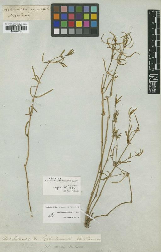 Alternanthera sessilis (L.) R.Br. ex DC. - BM001015778