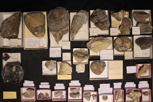 Polyconites hadriani Skelton, Gili, Bover-Arnal,Salas & Moreno-Bedmar, 2010 - Fossil Rudist drawer [15A16]
