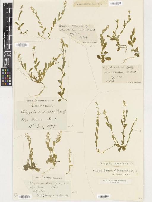 Polygala amarella Crantz - BM001080761