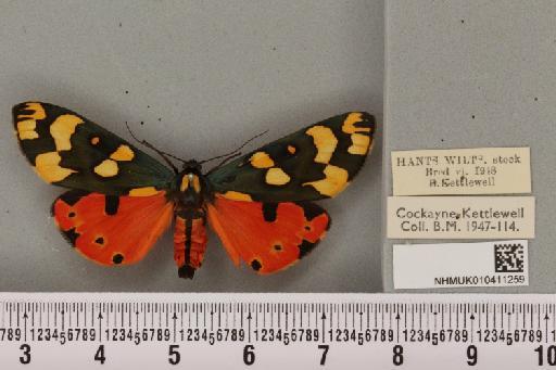 Callimorpha dominula (Linnaeus, 1758) - NHMUK_010411259_524833