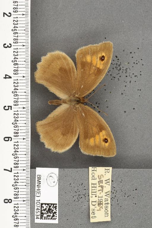 Maniola jurtina insularis ab. minor Leeds, 1950 - BMNHE_1074534_41279