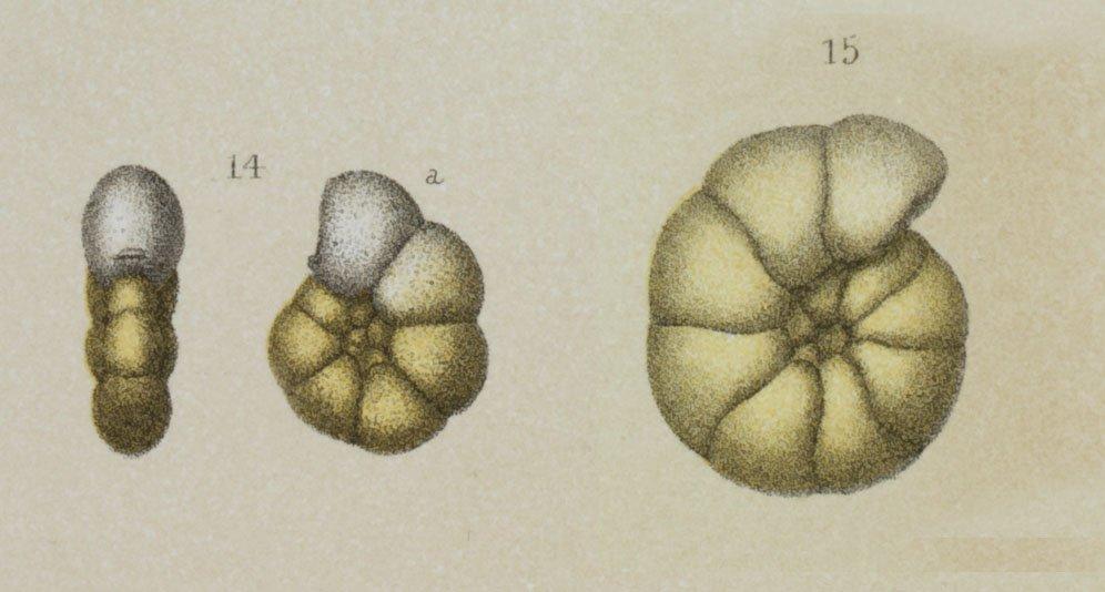To NHMUK collection (Trochammina trullissata Brady, 1879; Syntype; NHMUK:ecatalogue:3093356)