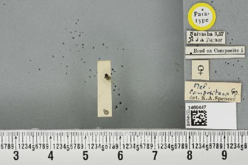 Melanagromyza compositana Spencer, 1959 - BMNHE_1469447_45207