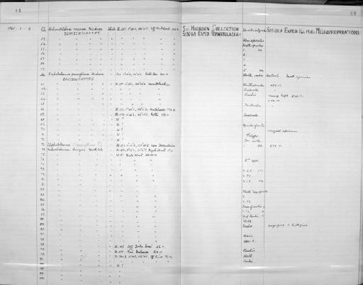 Echinoptilum roseum Hickson, 1916 - Zoology Accessions Register: Coelenterata: 1958 - 1964: page 84