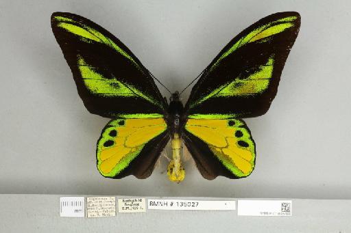 Ornithoptera chimaera chimaera Rothschild, 1904 - 013605166__