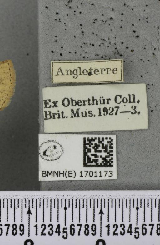 Cyclophora porata (Linnaeus, 1767) - BMNHE_1701173_label_275302