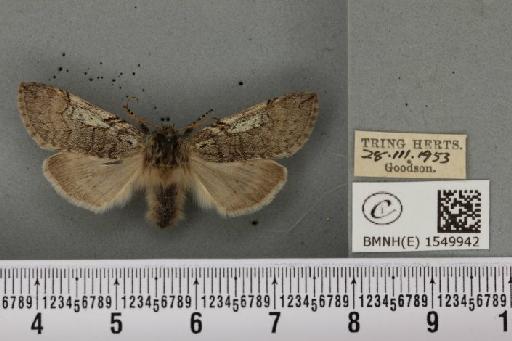 Achlya flavicornis galbanus Tutt, 1891 - BMNHE_1549942_239663