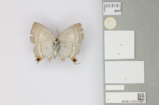 Hypolycaena phorbas furvae Tennent, 2016 - 013376861_Hypolycaena_phorbas_furvae_Tennent_2016_PT_1