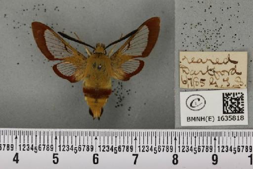 Hemaris fuciformis (Linnaeus, 1758) - BMNHE_1635818_205485