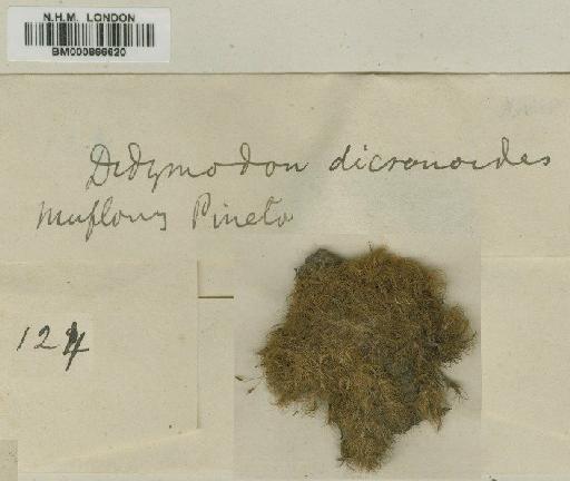 Dicranodontium didymodon (Griff.) Paris - BM000866620