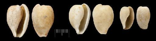 Cypraea algoensis var. var. edentula Gray, 1825 - 198233