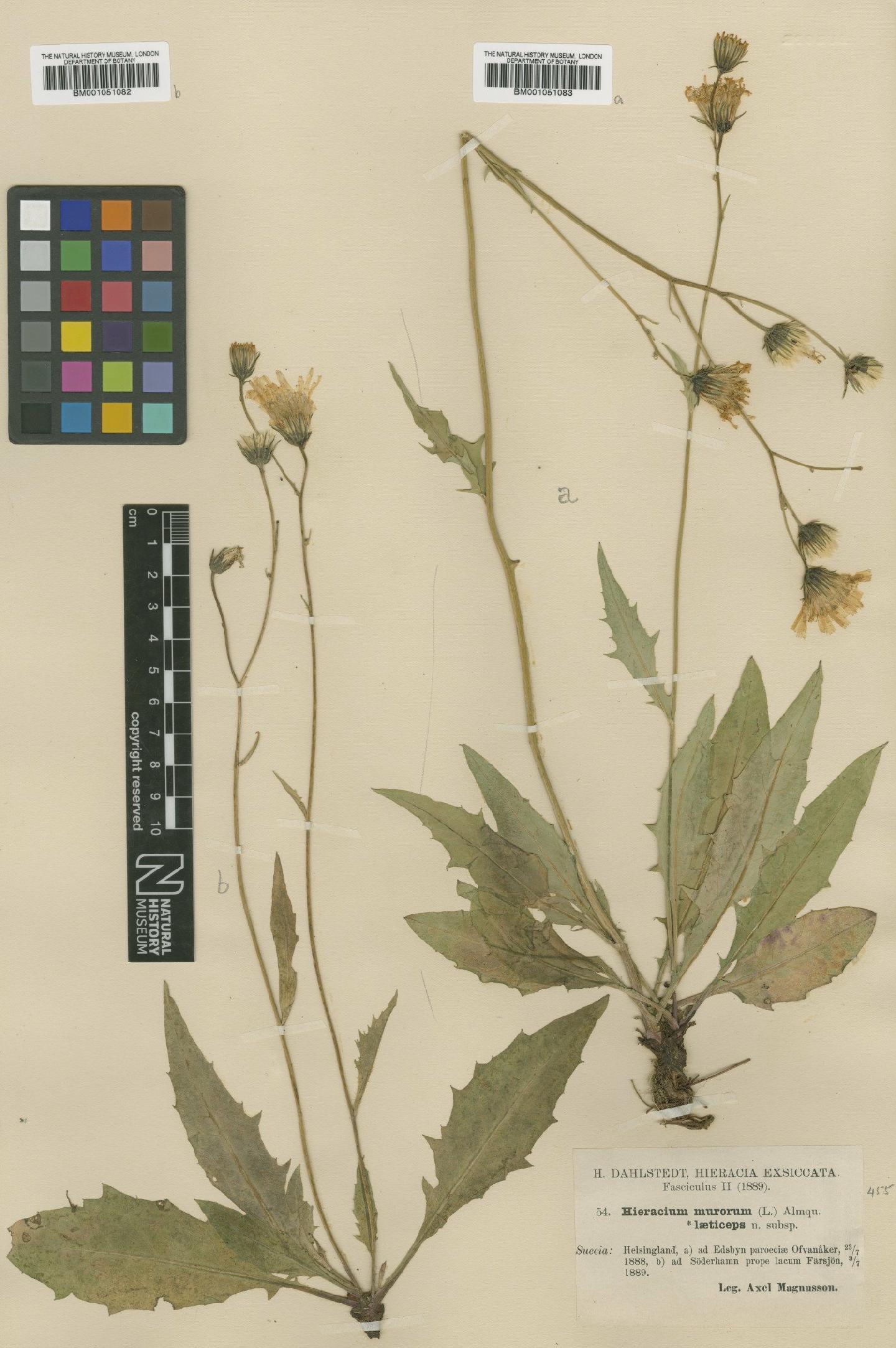 To NHMUK collection (Hieracium caesium subsp. laeticeps (Dahlst.) Zahn; TYPE; NHMUK:ecatalogue:2421251)
