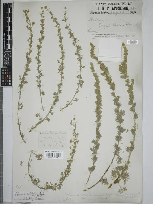 Artemisia rutifolia - 010760808