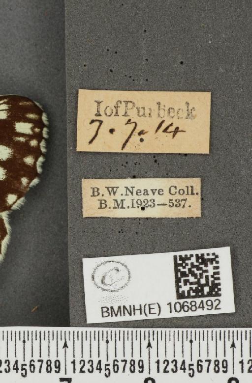 Melanargia galathea serena Verity, 1913 - BMNHE_1068492_label_34134