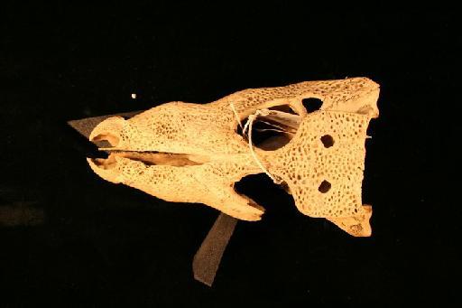 Osteolaemus tetraspis Cope, 1861 - O_tetraspis_62.6.30.6(cran1)
